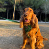 Arnés Animal Print Verde
