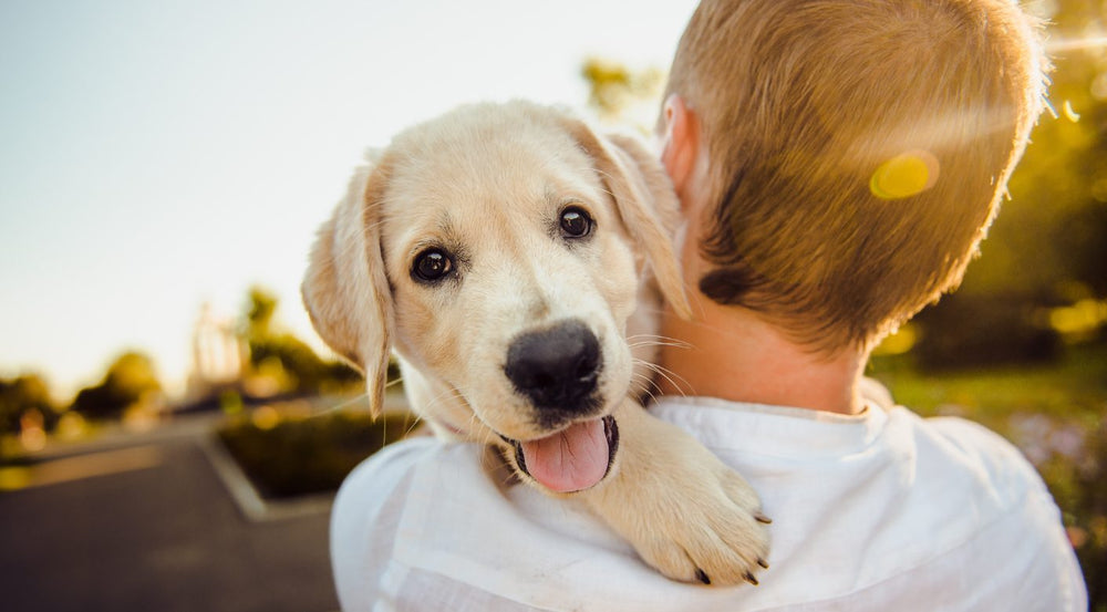 5 Beneficios de usar el Comedero Antiestrés Doggy Leash