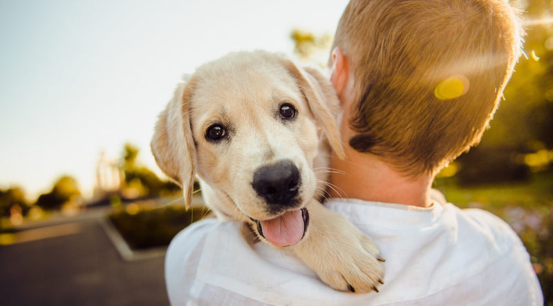 5 Beneficios de usar el Comedero Antiestrés Doggy Leash