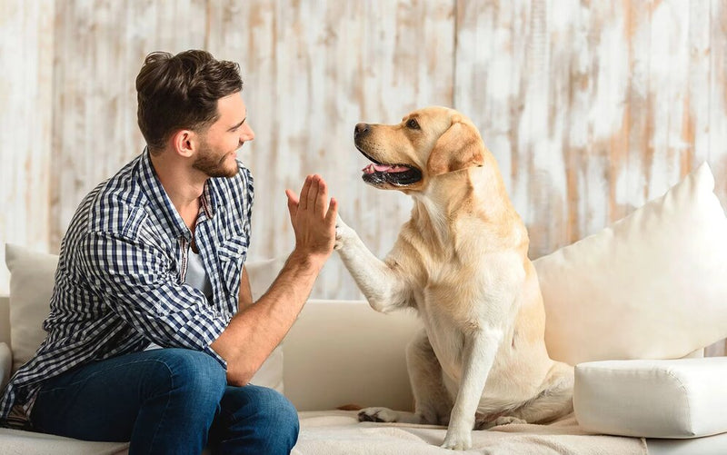 5 Ventajas de Elegir un Arnés Seguro y Cómodo Para tu Mascota