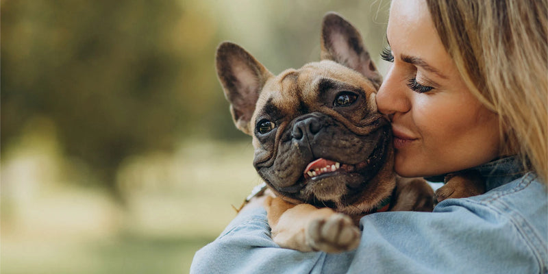 5 Razones para Regalarle a tu Perro un Arnés de Nuestra Tienda