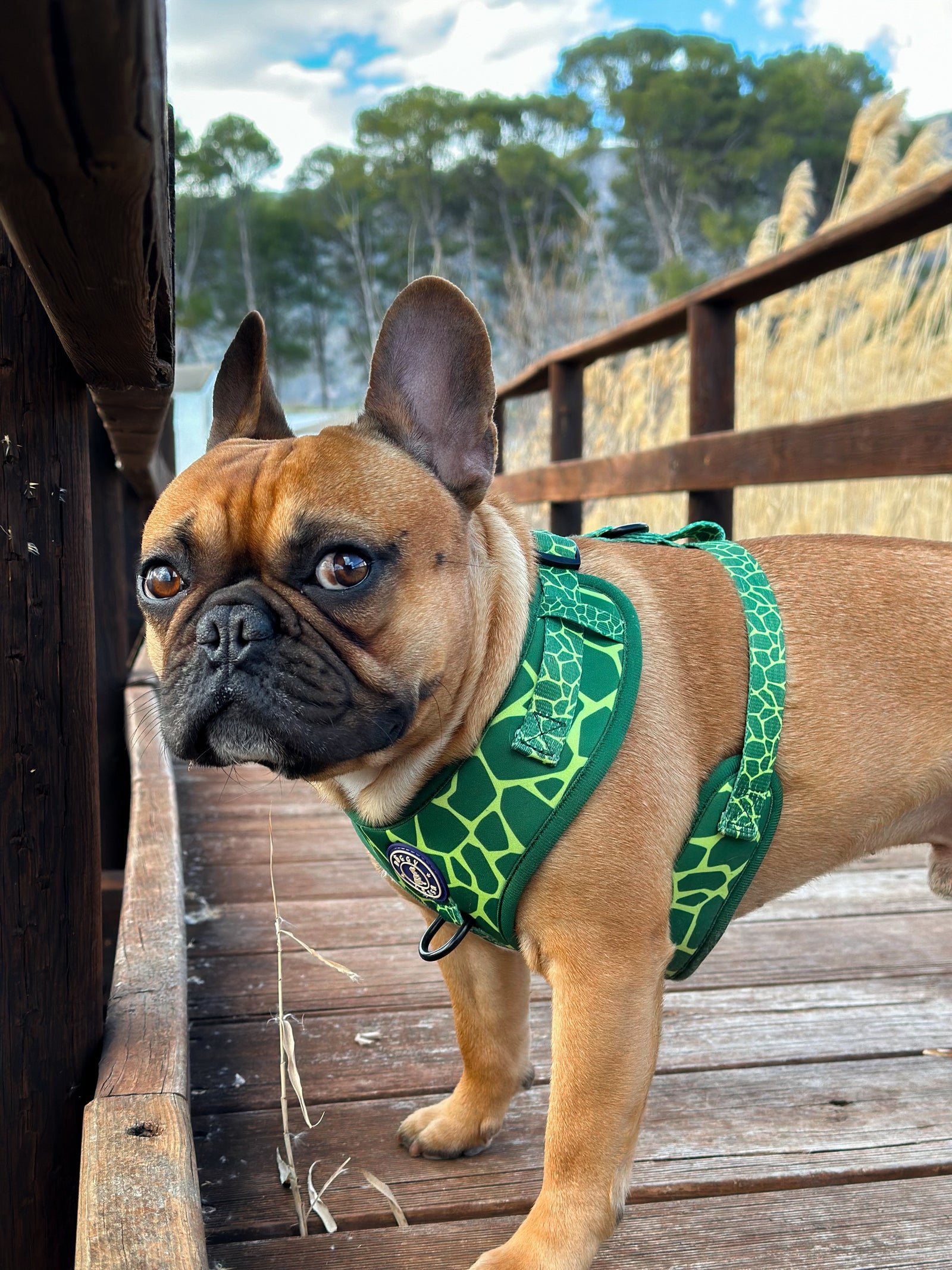 Arnés Animal Print   Verde
